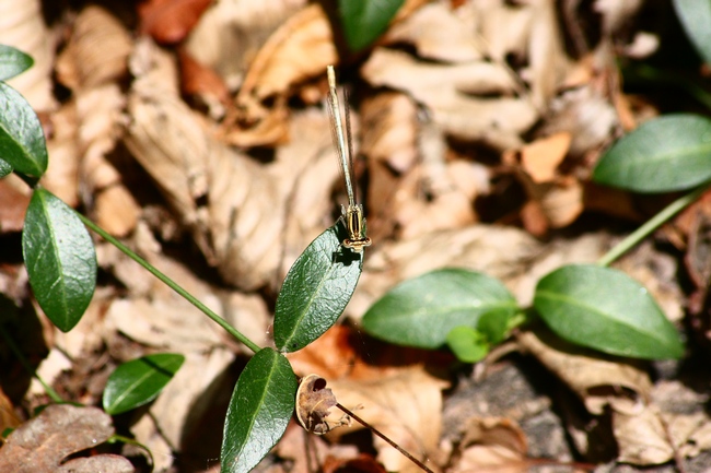 Odonata da ID